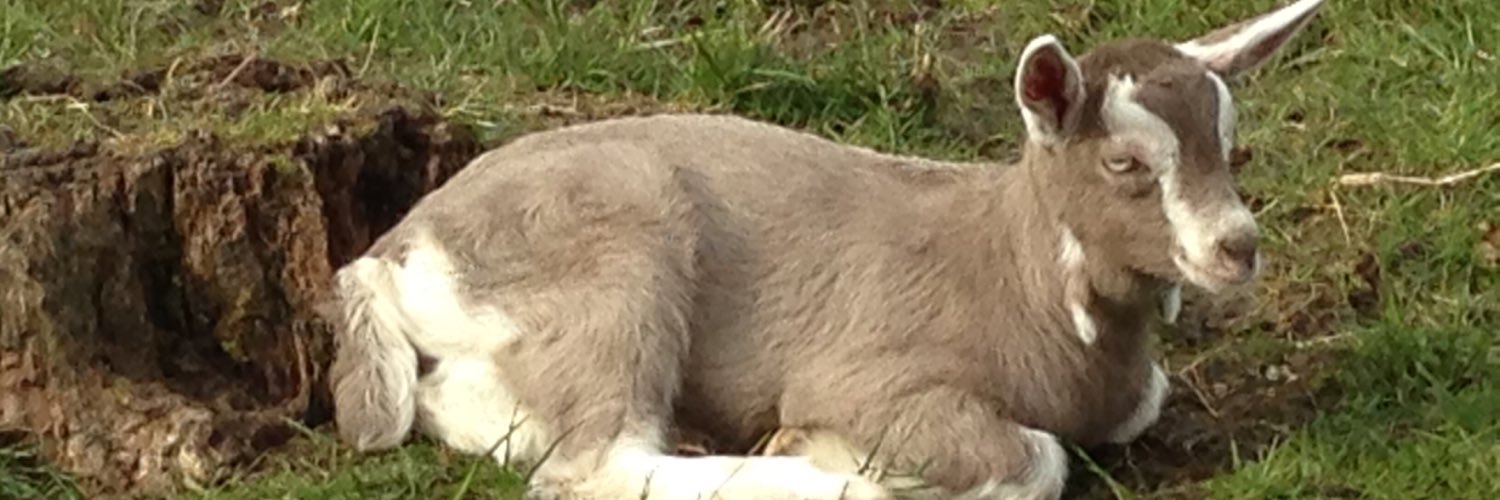 ScottishGoats's profile banner image