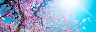 erinkellypath's profile banner image