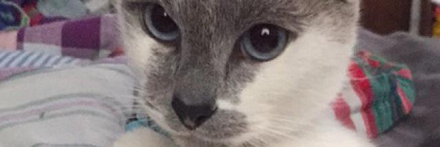 aCatNamedLouis's profile banner image