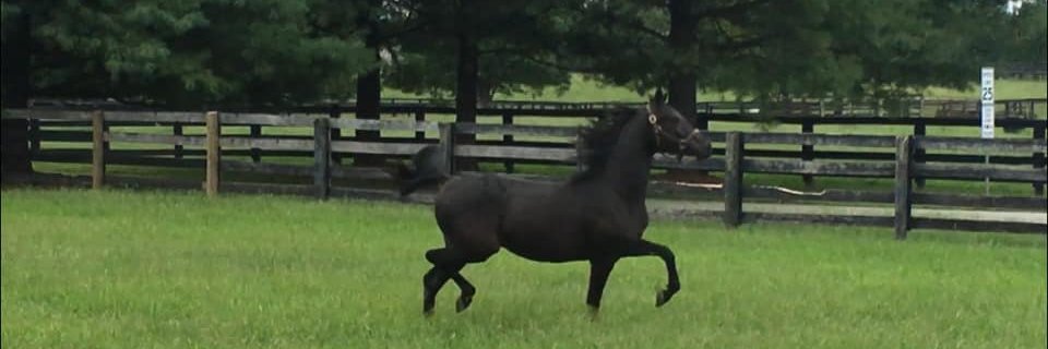 Showhorse401's profile banner image