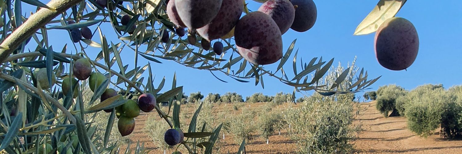 Fco Javier Gallardo banner