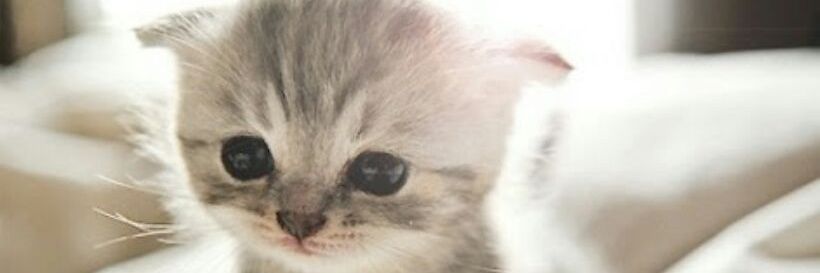LightsTheKitten's profile banner image