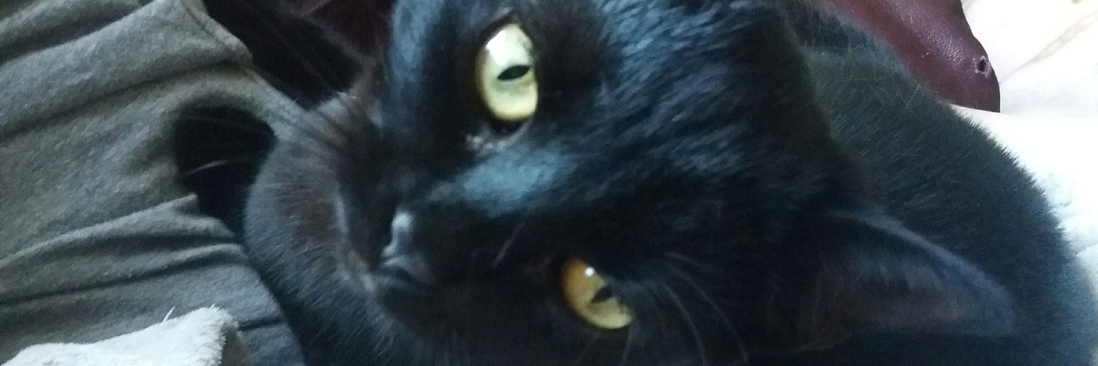 phoenixnoodle's profile banner image
