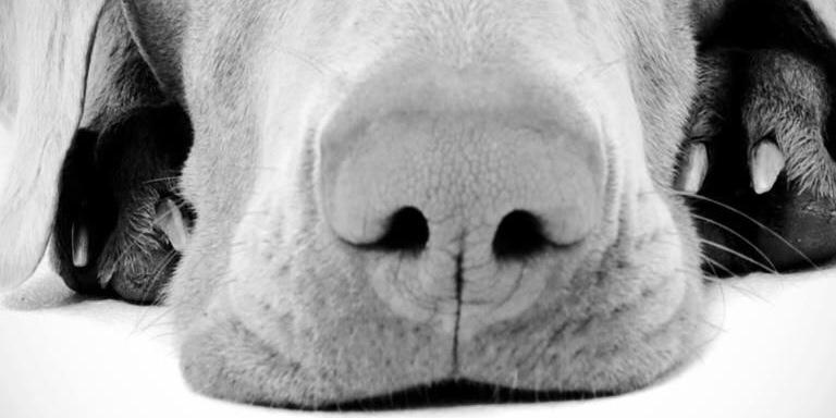 dog_chile's profile banner image