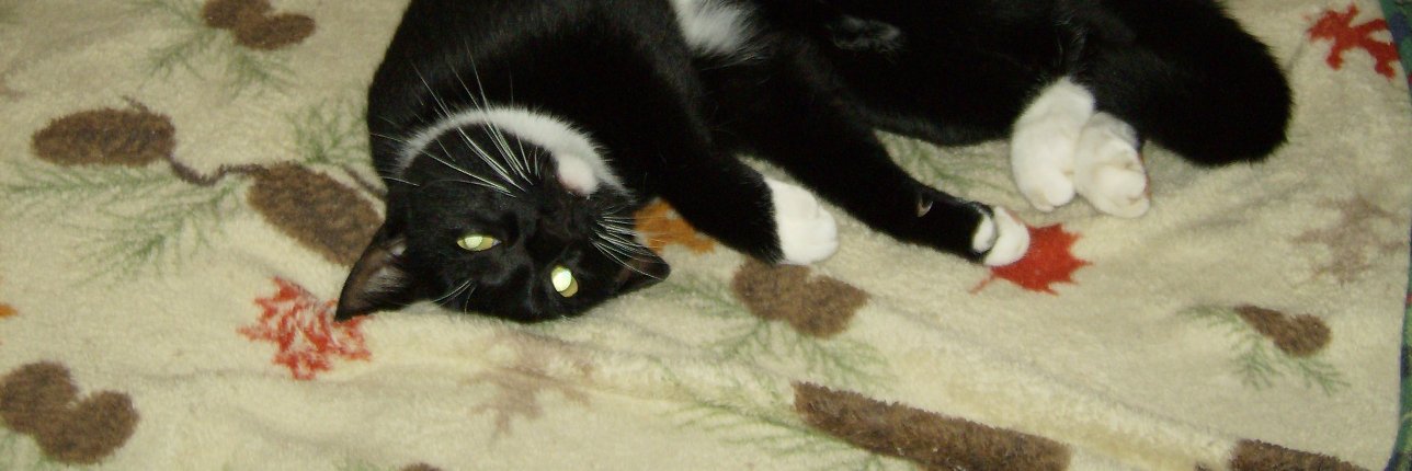 mbfuzzy's profile banner image