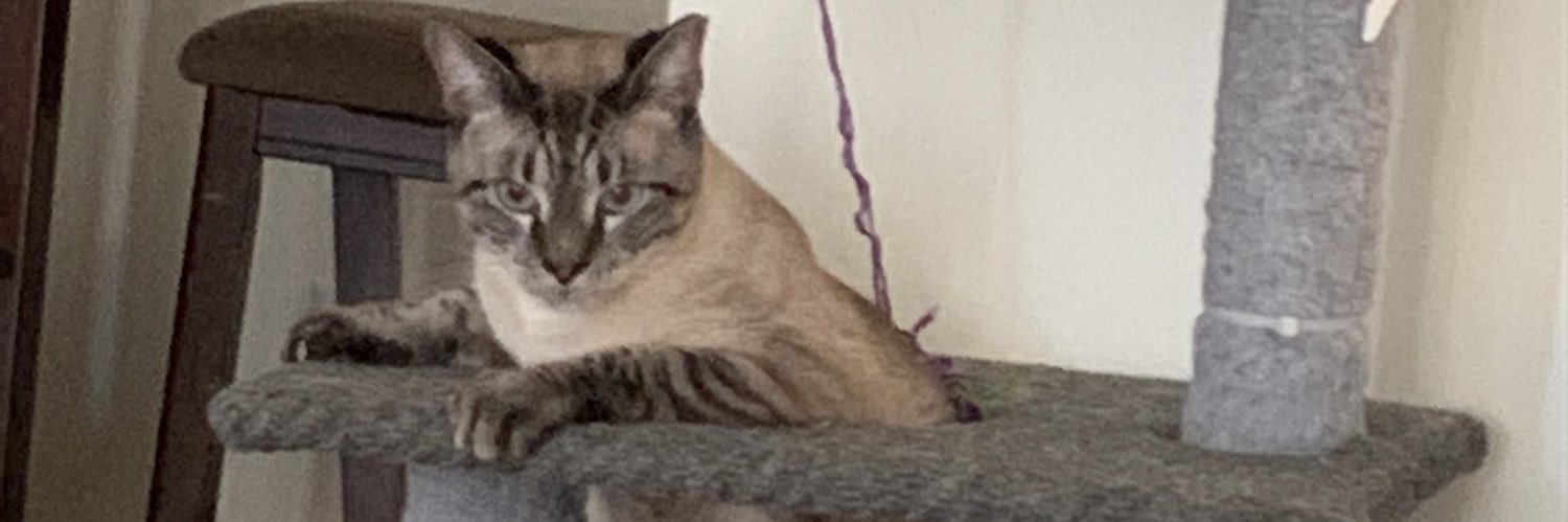laneboyry's profile banner image