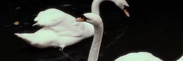 netvxmp's profile banner image