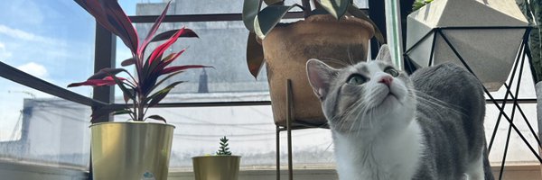 _sopitadefideos Profile Banner
