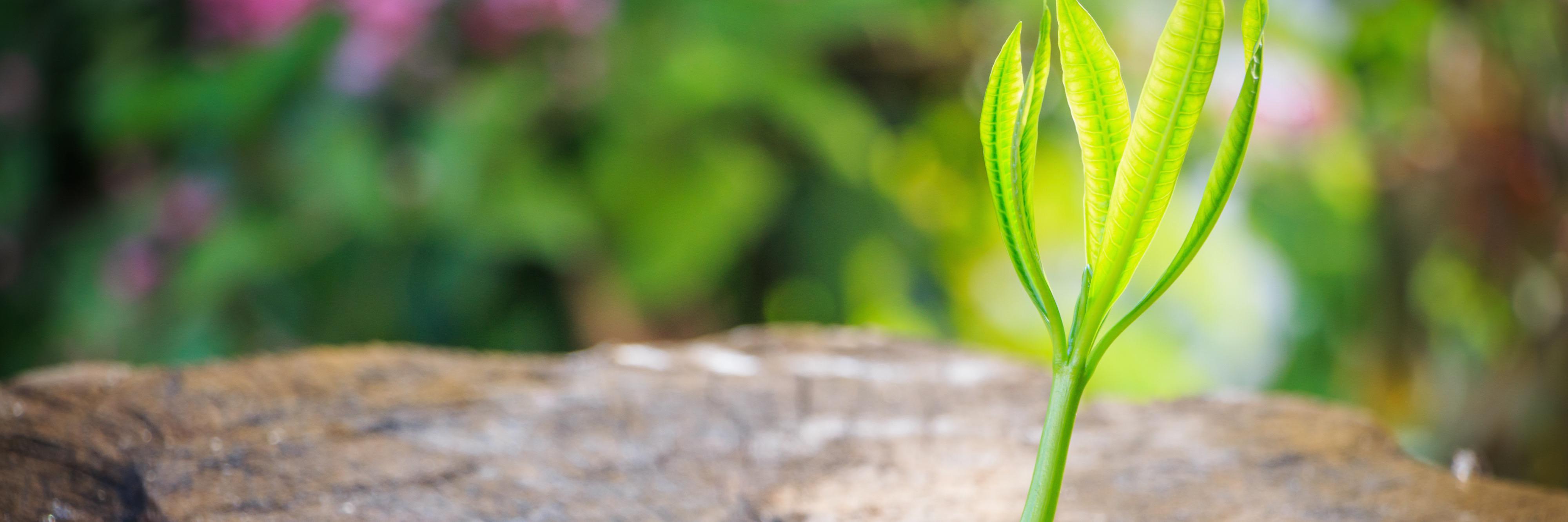 faillearngrow's profile banner image