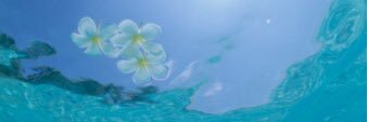 sayakaponta's profile banner image