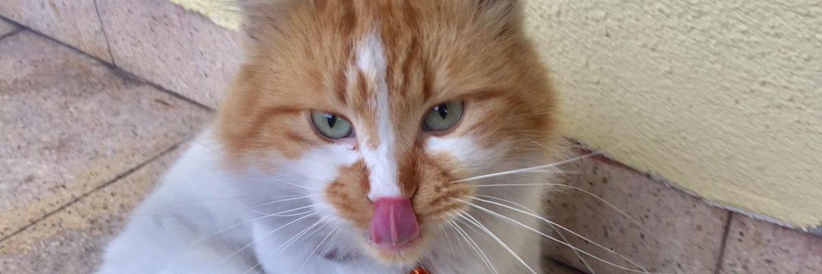 Whoisesraa's profile banner image