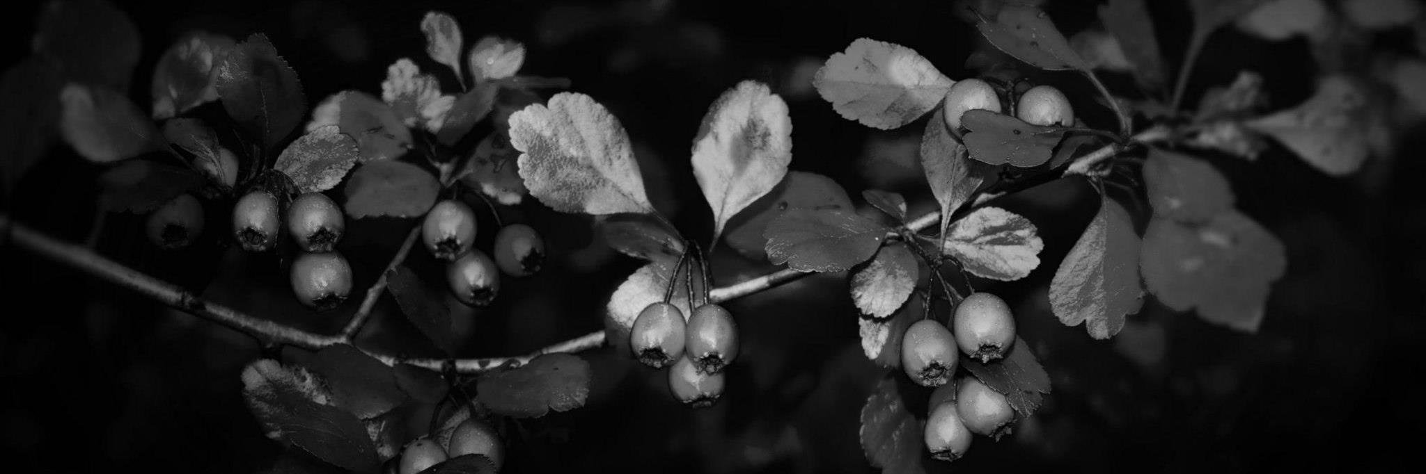elisabeth__b's profile banner image
