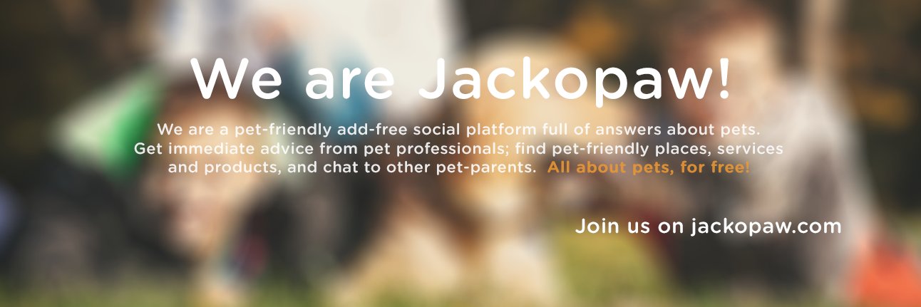 Jackopaw banner