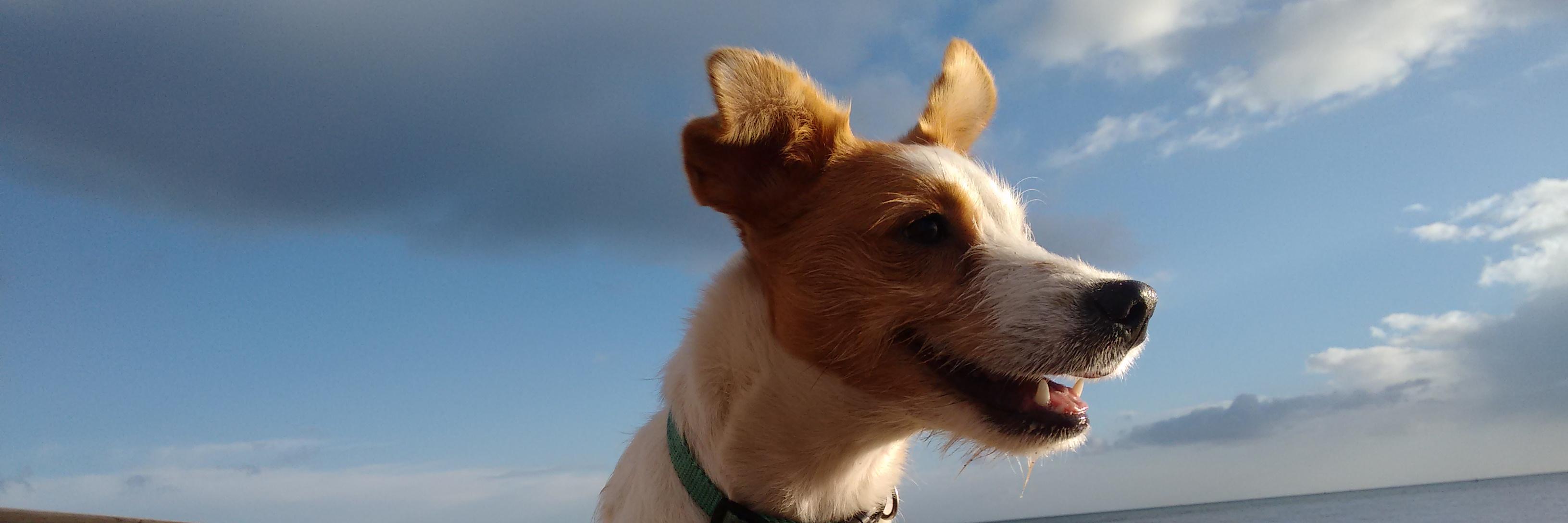 DogsMatterDevon's profile banner image