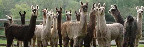 EscapedLlamas's profile banner image