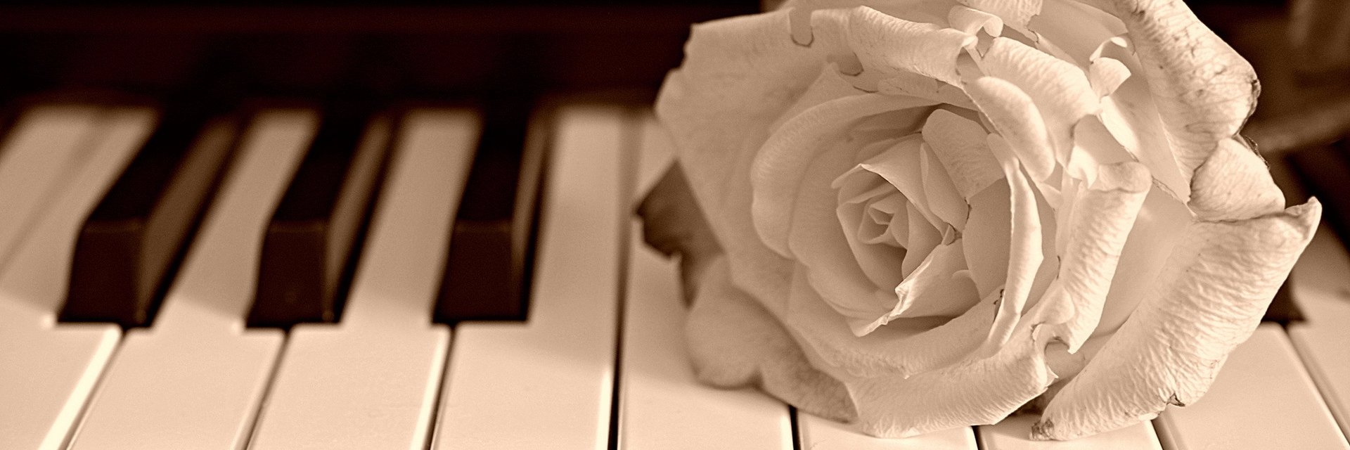 pheenice's profile banner image
