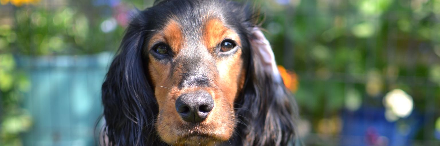 Hannah Emans🌻 banner