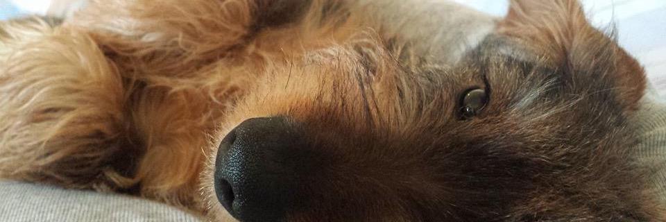 celesteoperadog's profile banner image