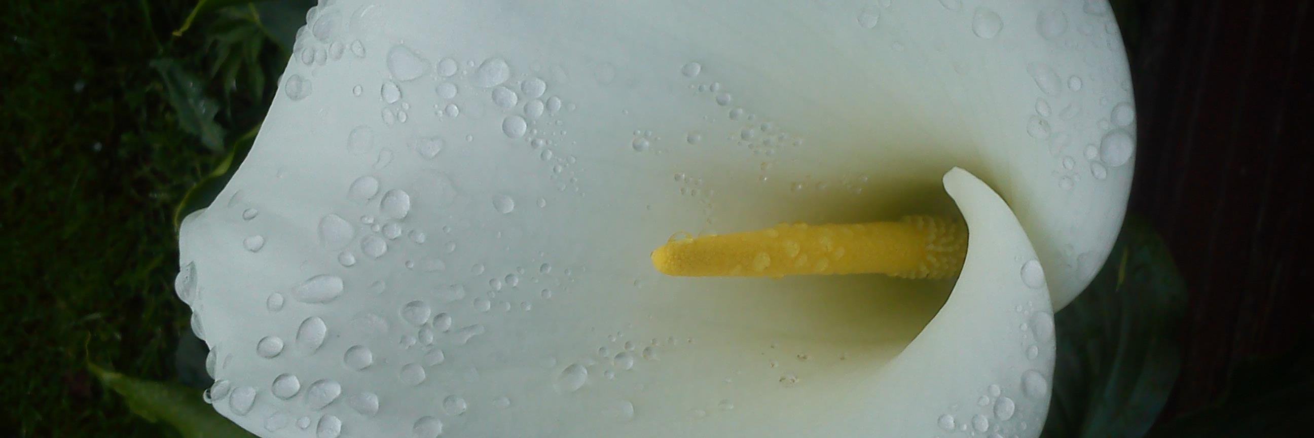 Champalauneb's profile banner image