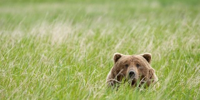sfbearish's profile banner image