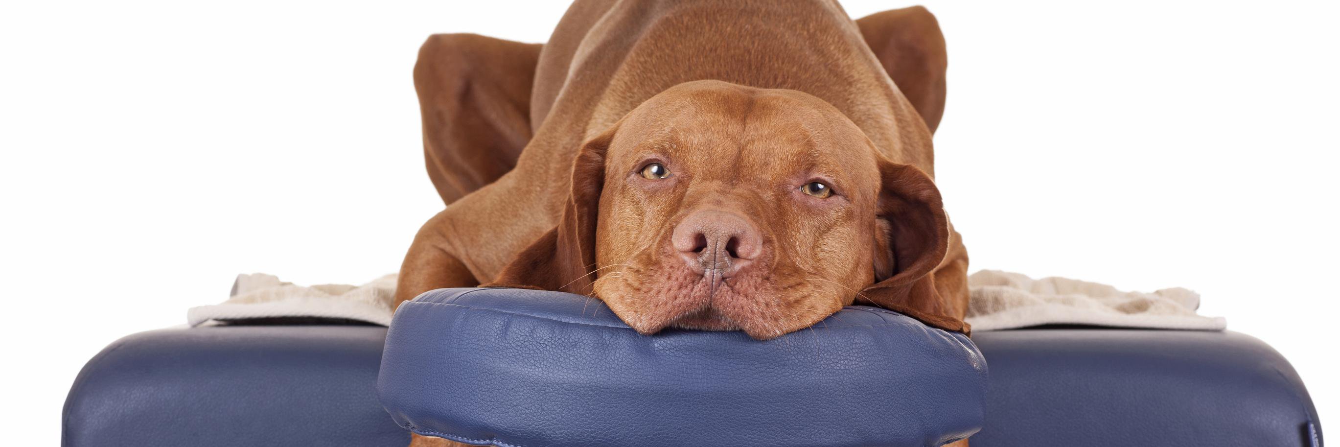 PawVida's profile banner image