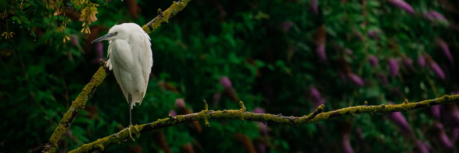 GaelConnor's profile banner image