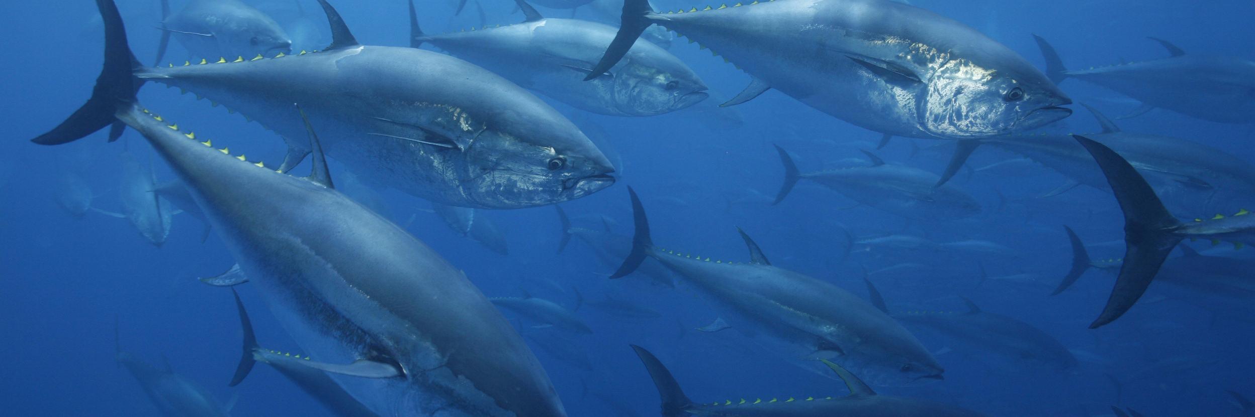 Saadet Karakulak banner