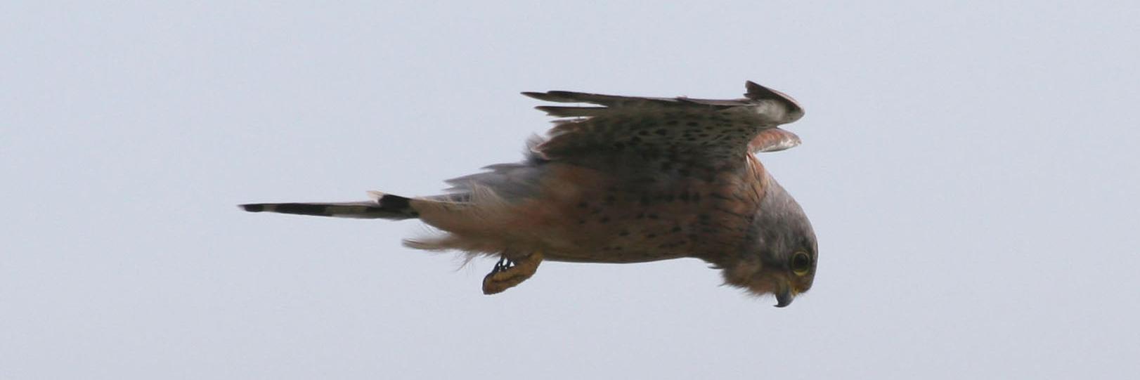 David John Faulkner banner