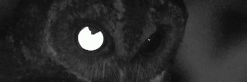 mstfcnshn's profile banner image