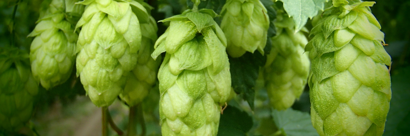 PolishCraftBeer's profile banner image