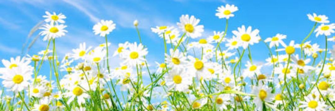 ceMyangin's profile banner image
