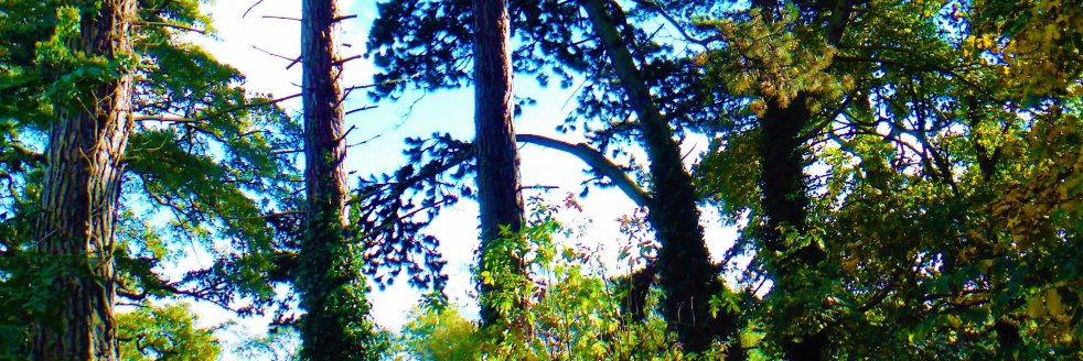 LWinterforest's profile banner image