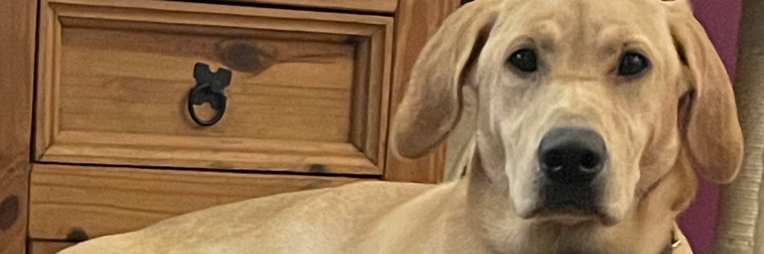 Micchatterer12's profile banner image