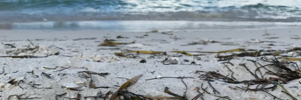 ѕαяαн ¢αятєя banner