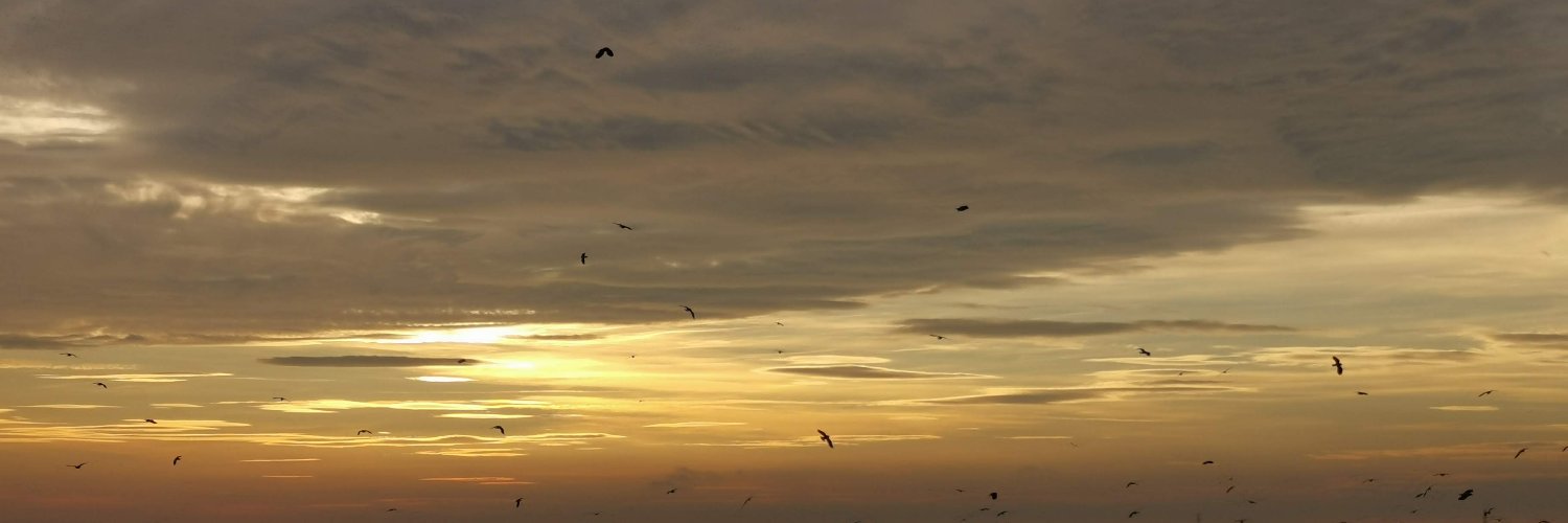 JaneAkerman's profile banner image