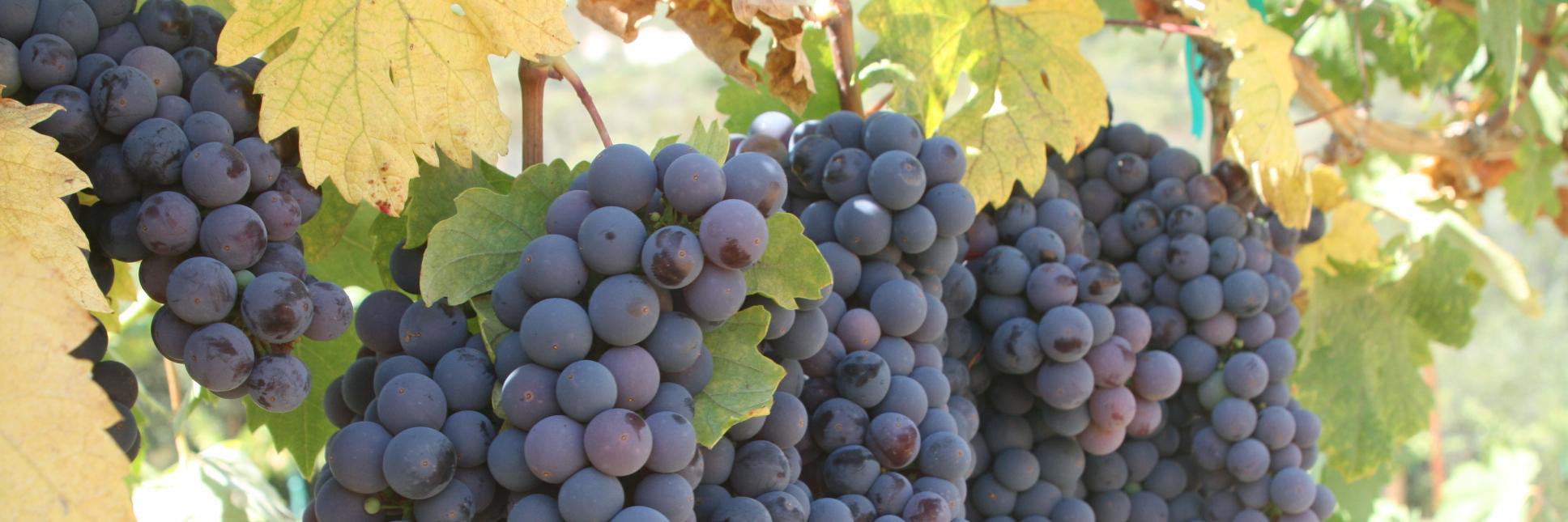 SD_Winery_Dir's profile banner image