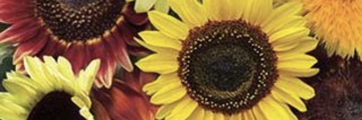 Emiolaohhh's profile banner image