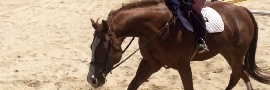 chestnutsnchaps's profile banner image