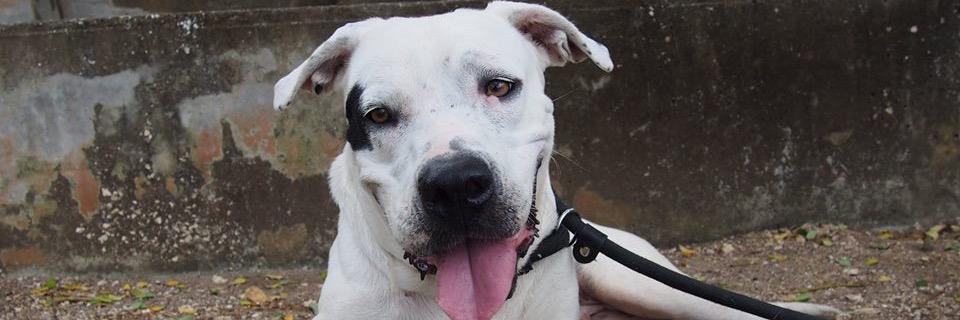 CaymanHumane's profile banner image
