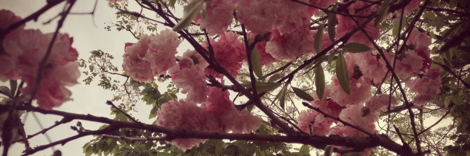 CandyDegotte's profile banner image