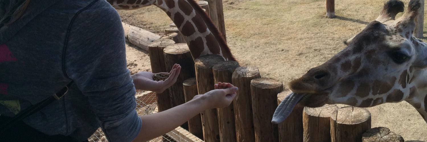 giraffigail's profile banner image