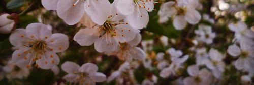 Ashley Criste banner