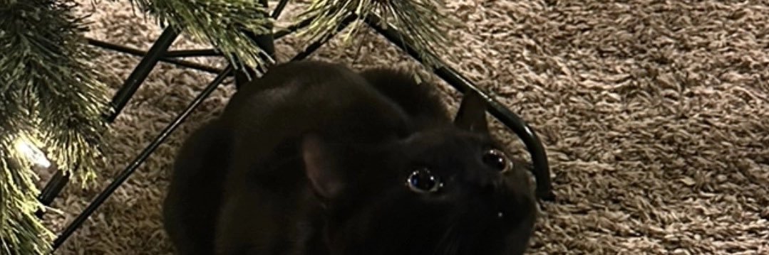 turgloo's profile banner image