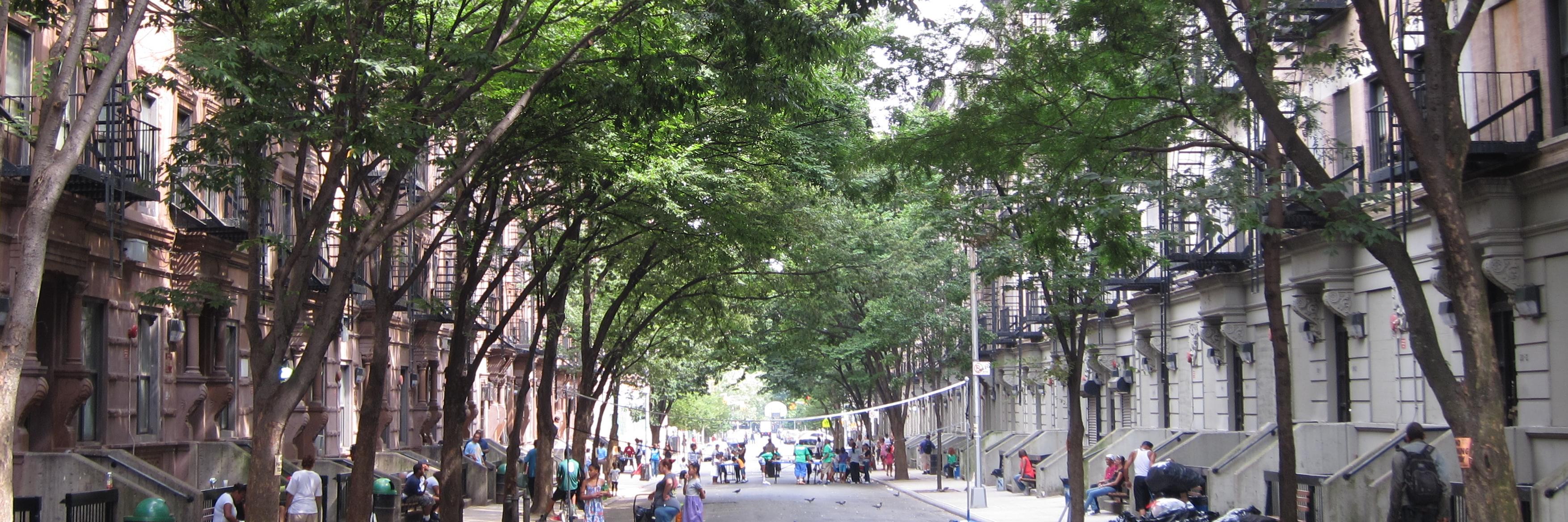nyctreescount's profile banner image