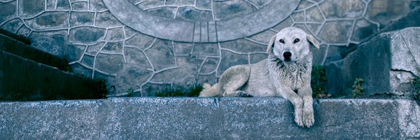 amirrafi29 Profile Banner