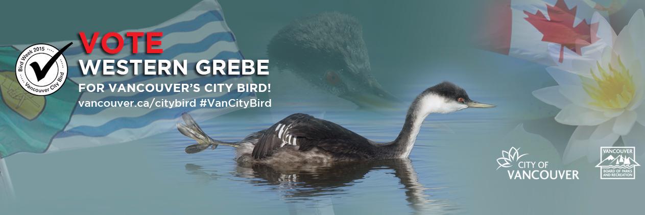 WesternGrebe's profile banner image