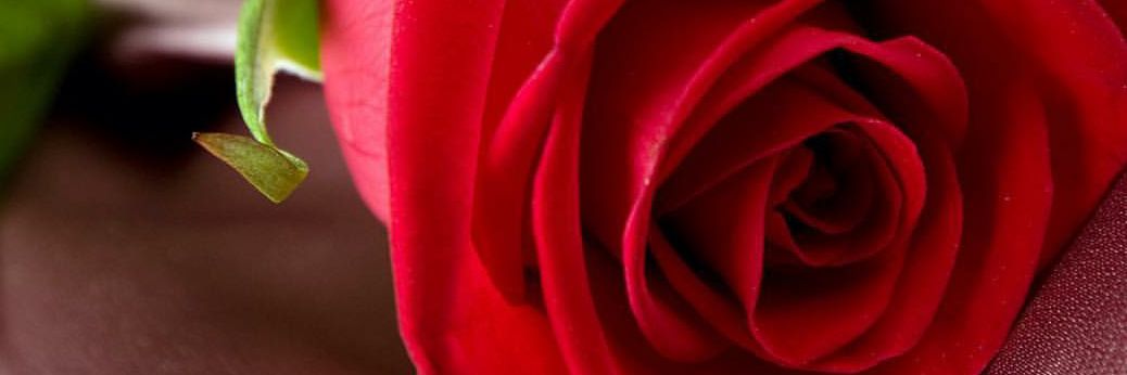 Warrda_95's profile banner image