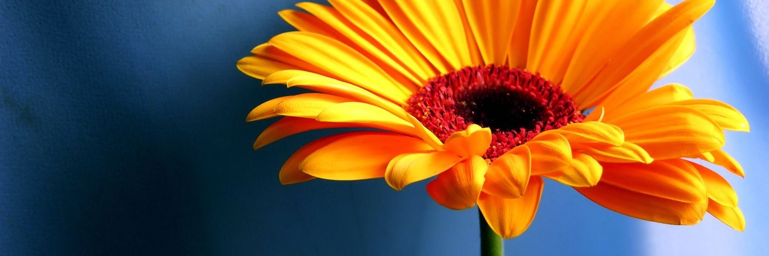 babesmks3's profile banner image