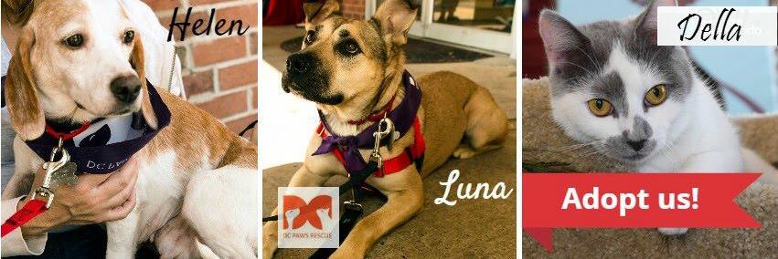 DCPAWSrescue's profile banner image
