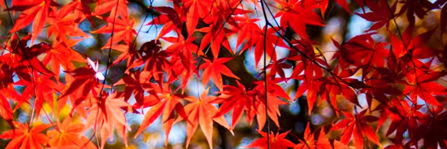 karrabenjamin's profile banner image
